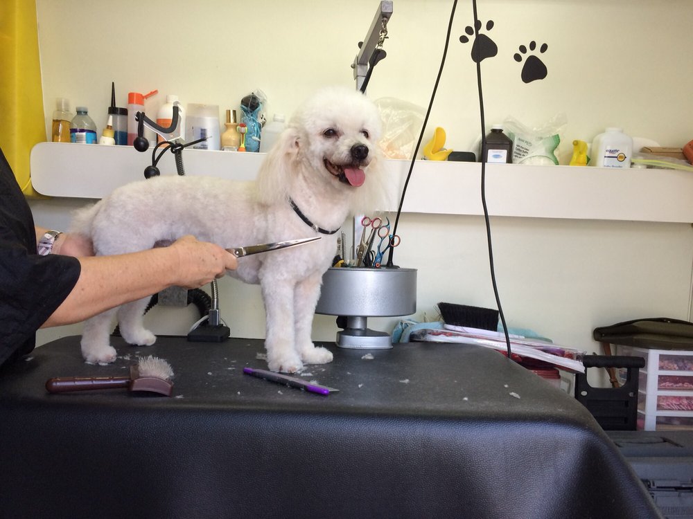 Good Boy Spa