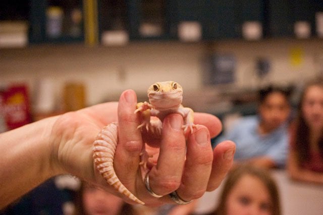 Austin Reptile Shows