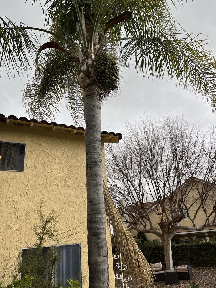 Menos Tree Service