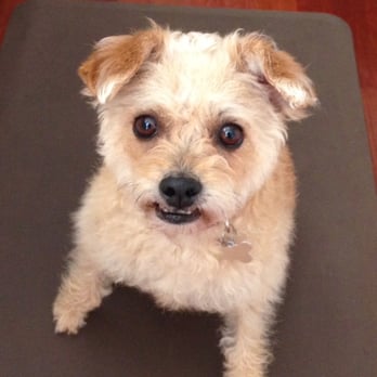 Town &amp; Country Dog Grooming - 39 Reviews - Pet Groomers - 634 El Camino Real, San Carlos, CA