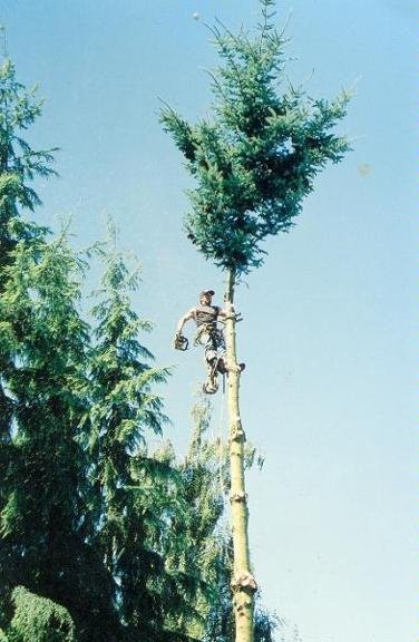 Top Cut Tree Service