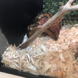 petsmart pet stores 5061