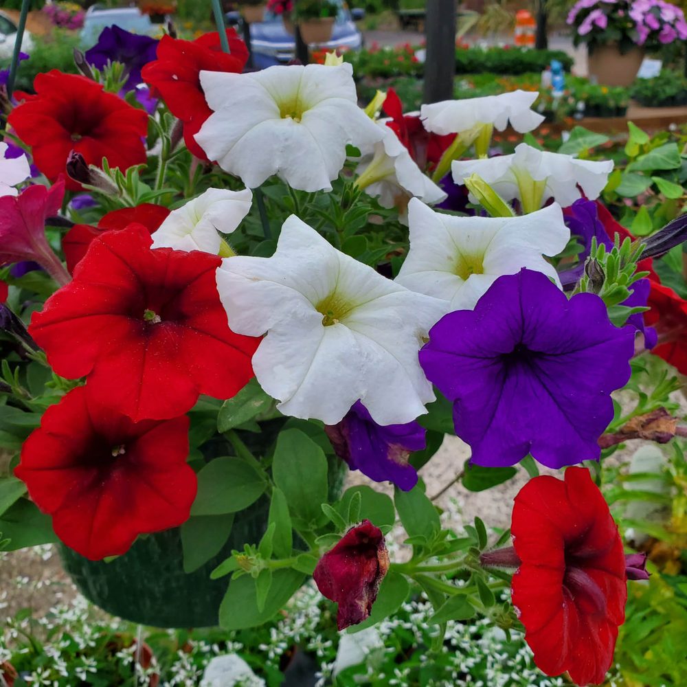Holly Days Nursery, Garden Center, & Landscaping
