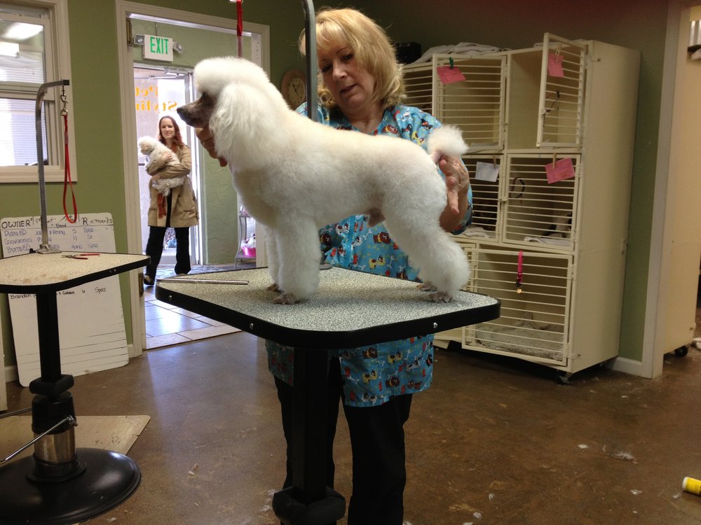 Dog Grooming Rogers Arkansas Dog Grooming Rogers Arkansas