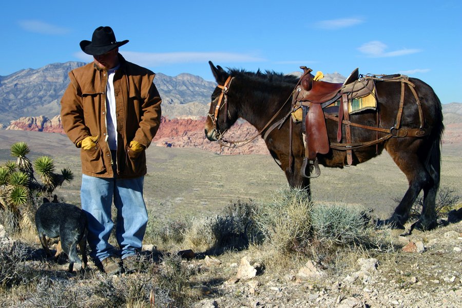 Cowboy Trail Rides 112 Photos & 55 Reviews Horseback Riding 4053 Fossil Ridge Rd, Las