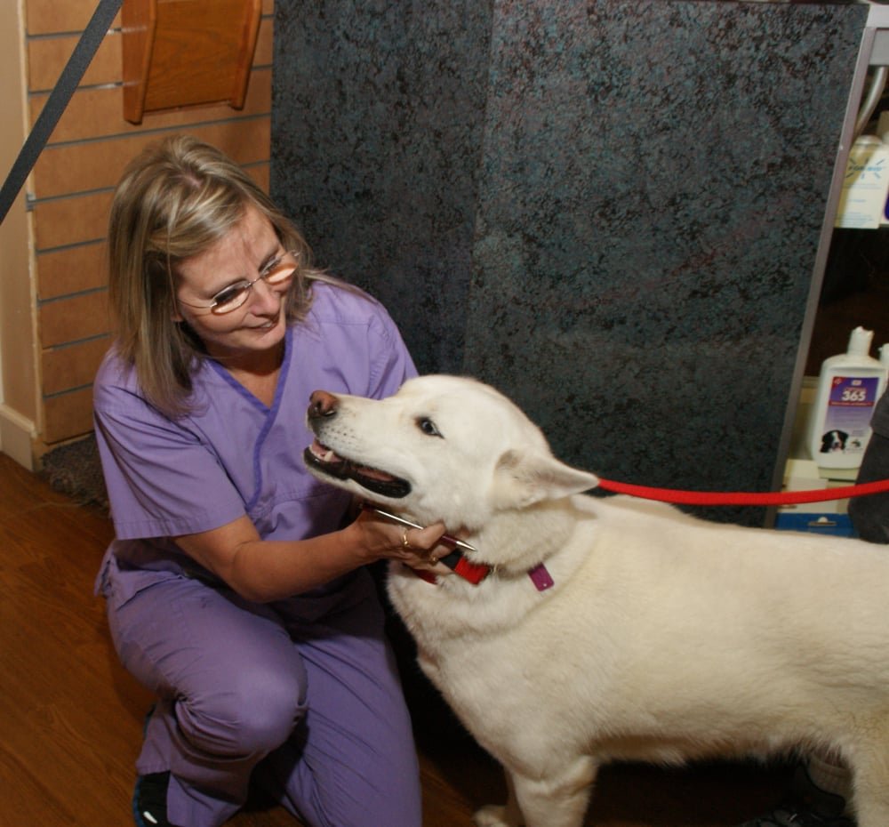 Lewis Veterinary Clinic Veterinarians 6465 N Rt 220 Hwy, Linden, PA