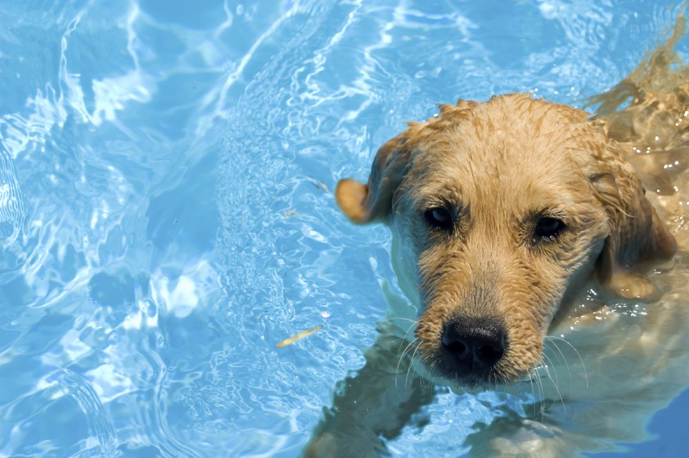 Vintage Pool Service More 14 Photos 46 Reviews Cleaners Comment From Kim W Of Vintage Pool Service More Business Owner