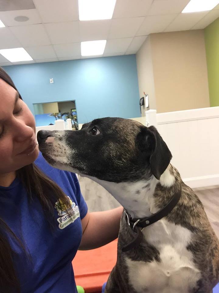 A Day In Paradise Dog Grooming Reviews A Day In Paradise Dog Grooming Reviews
