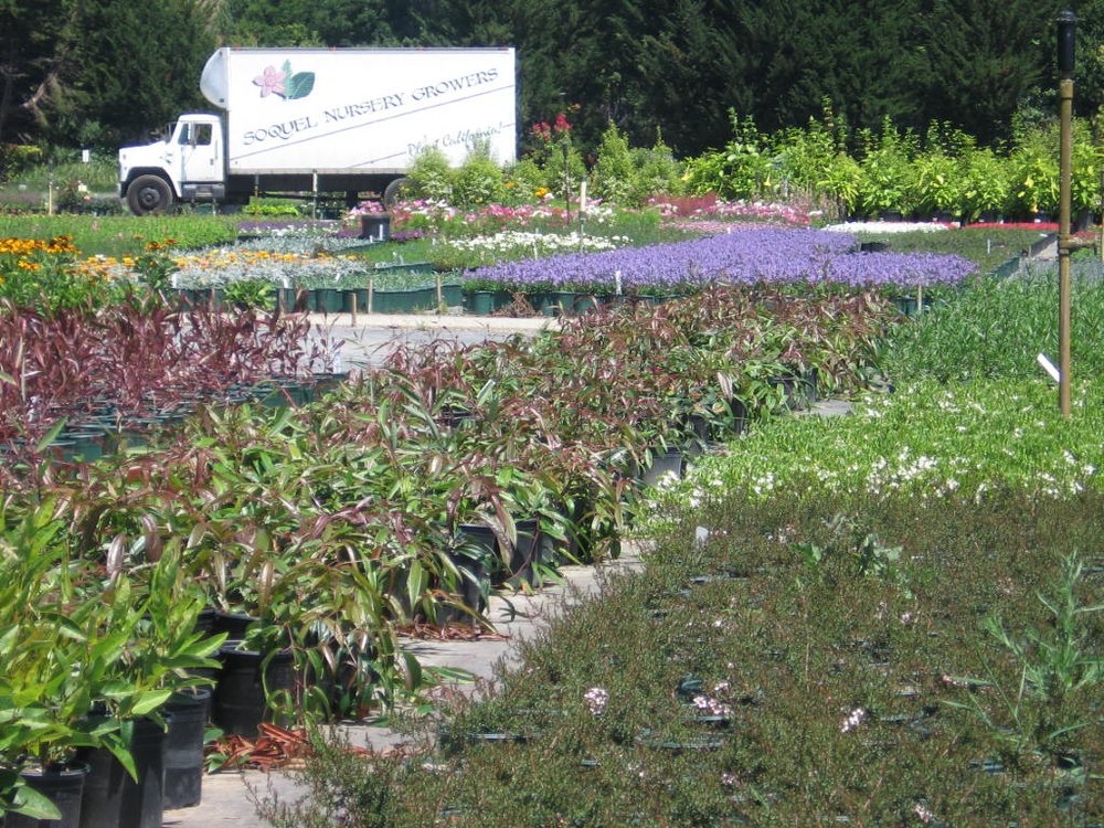 soquel nursery growers gardening centres 3645 n main st soquel ca united states phone soquel nursery growers gardening centres 3645 n main st soquel ca united states phone