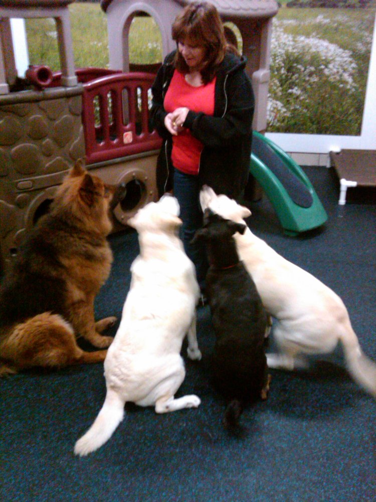 Grandma S House Dog Boarding And Daycare Grandma S House Dog Boarding And Daycare
