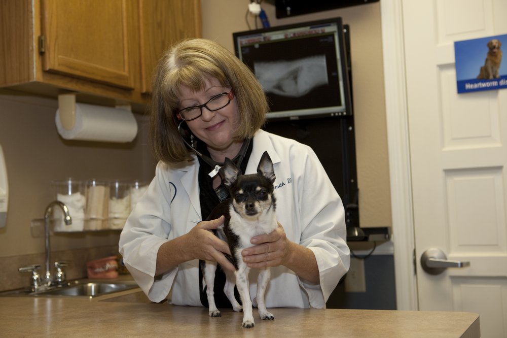 Main Street Veterinary Hospital And Dental Clinic 21 Reviews