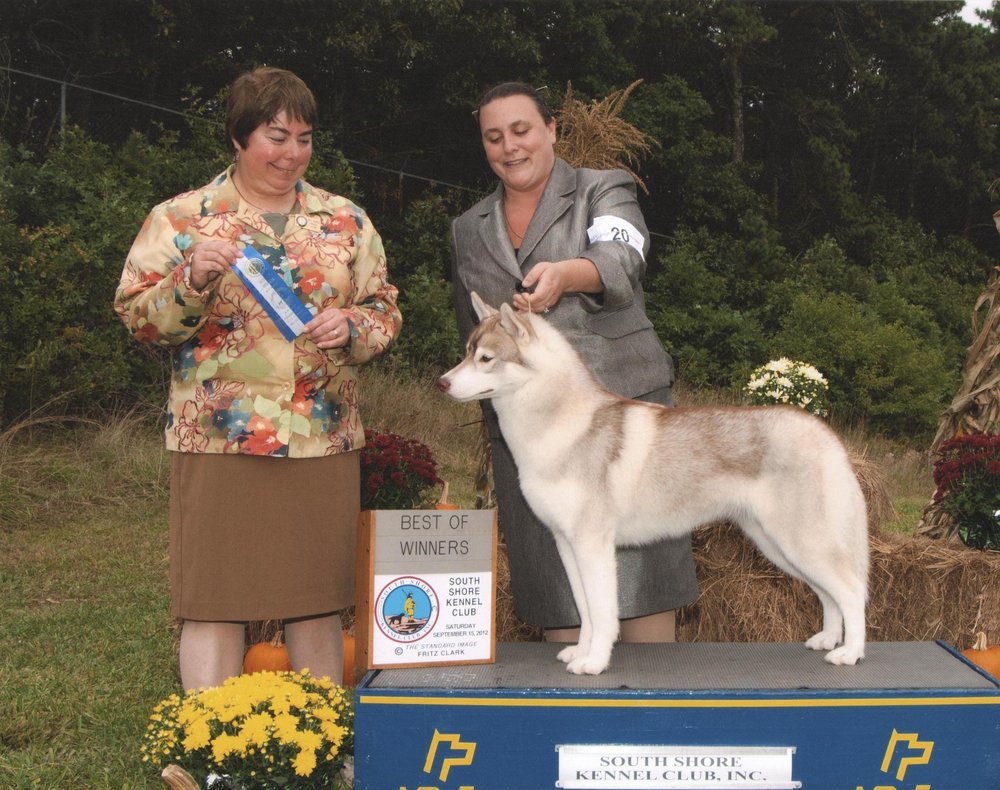 Dog Training Marlborough Ma Dog Training Marlborough Ma