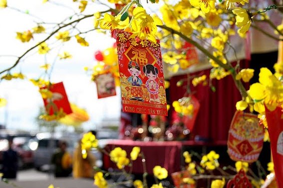 Image result for hoa mai tet