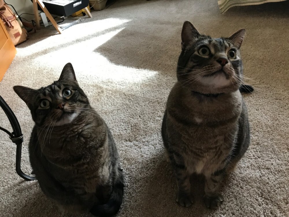 Ms