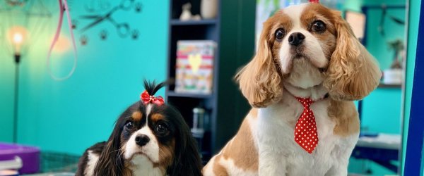 Coco Clips Dog Grooming